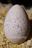 Індиче інкубаційне яйце Біг 6 Chernivtsi