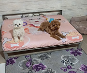 Догляд і перетримка собак у Києві: комфортні номери, вигул і постійний зв’язок із власником Киев